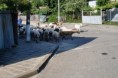 /album/fotogalerie/rano-na-dedine-jpg/